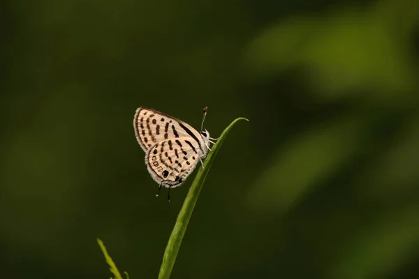 Pierrot Butterfly Castalius Bokaro West Bengal Índia — Fotografia de Stock