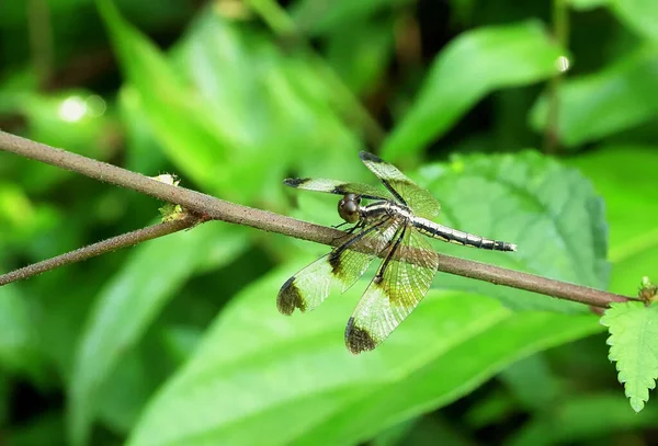Dragonfly Neurothemis Tullia Sindhudurg Maharashtra India —  Fotos de Stock