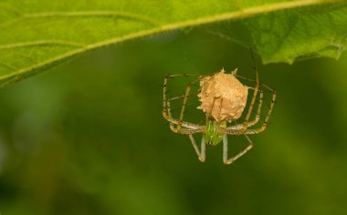 Green Lynx Spider, Peucetia sp Bokaro, Batı Bengal, Hindistan