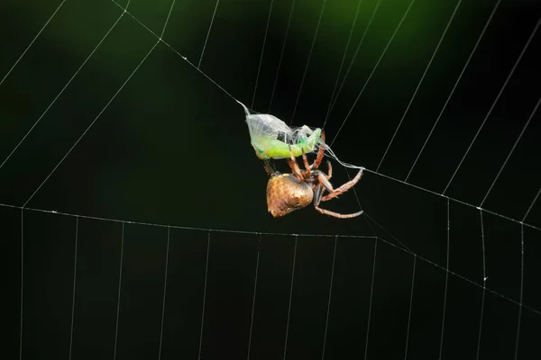 Seitlich Der Winzigen Spinne Während Der Fütterung Eriovixia Excelsa Satara — Stockfoto