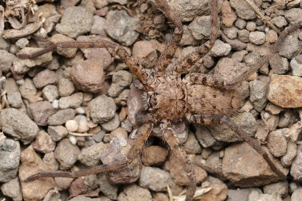 Camouflaged Ground Huntsman Spider Heteropoda Venatoria Satara Maharashtra India — 图库照片