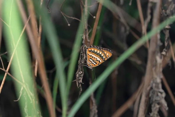 Spotted Joker Butterfly Byblia Ilithyia Satara Maharashtra Indien — Stockfoto