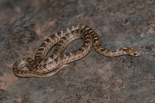 Russel Kukri Snake Oligodon Taeniolatus Satara Maharashtra India — Foto de Stock