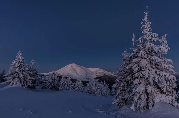 Ukrainische Karpaten Petros Winter Landschaft Vor Sonnenaufgang Wald Und Schneebedeckte — Stockfoto