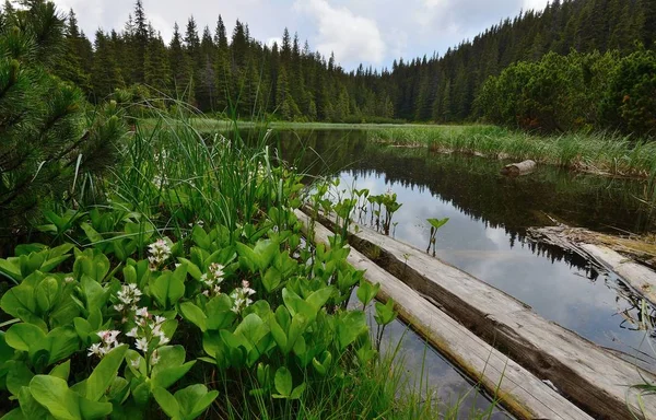 Ukrainian Carpathian mountains. Lake Maricheyka. Lake in the mountain forest. Flower colors.