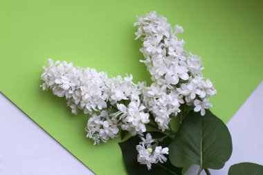 Beyaz bahar Eflatun çiçekler bir yeşil ve beyaz arka plan, çiçek açan, üstten görünüm üzerinde