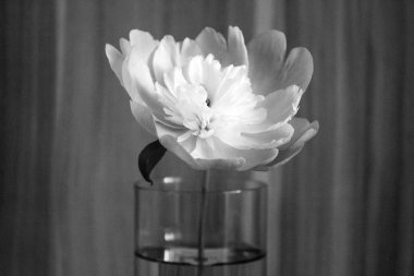 Cam vazoda şakayık çiçeğin siyah beyaz fotoğrafçılığı, metin için alan