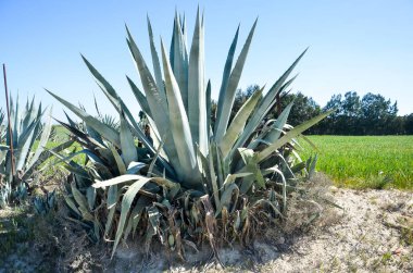 Aloe bush alanında. Güzel bush Aloe bitkilerin. Yeşil kaktüs. Egzotik veya tropikal bitki bahçe veya park. Çiçek ve bahçe ya da doğal saç ekimi. Kıbrıs'ta organik bitki