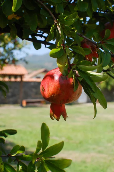Granátové jablko visí na stromě. Gruzínské nádvoří v backgro — Stock fotografie