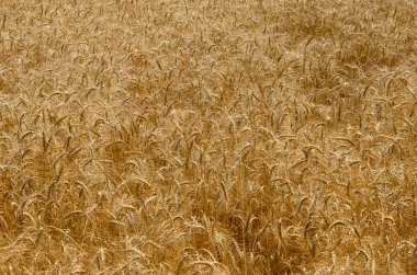 Alan arka plan buğday