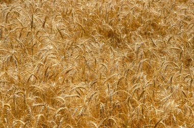 Buğday tarlası. Tahıl geçmişi. Artalan üzerinde tahıl tahıllar