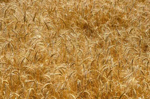 Пшеничное поле. Зерновые культуры. Зерна зерна на спинке — стоковое фото