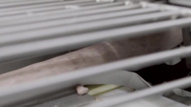Sosis üretim fabrikası'nda