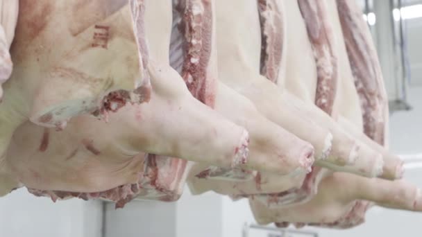 Туші зі свинини висять на заводі — стокове відео