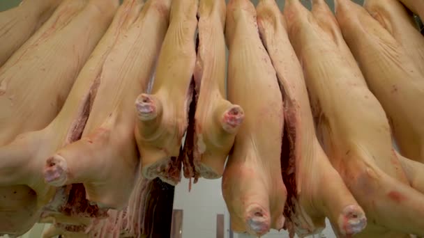 На заводе свиные туши свисают. — стоковое видео