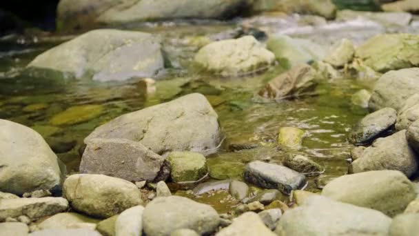 Fondo del río de montaña — Vídeos de Stock