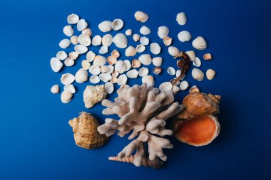 deniz kabuklarını, deniz atı, mercan üzerinde mavi bir arka plan flatplay. değil canlı, kurutulmuş deniz atı mercan ve deniz hayvanı kabuğu yanında duruyor