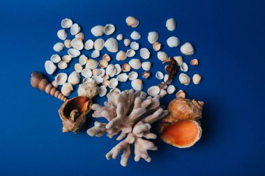 deniz kabuklarını, deniz atı, mercan üzerinde mavi bir arka plan flatplay. değil canlı, kurutulmuş deniz atı mercan ve deniz hayvanı kabuğu yanında duruyor