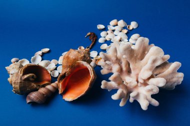 deniz kabuklarını, deniz atı, mercan üzerinde mavi bir arka plan flatplay. değil canlı, kurutulmuş deniz atı mercan ve deniz hayvanı kabuğu yanında duruyor