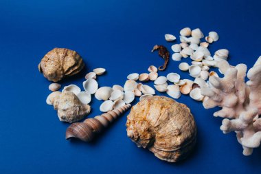 deniz kabuklarını, deniz atı, mercan üzerinde mavi bir arka plan flatplay. değil canlı, kurutulmuş deniz atı mercan ve deniz hayvanı kabuğu yanında duruyor