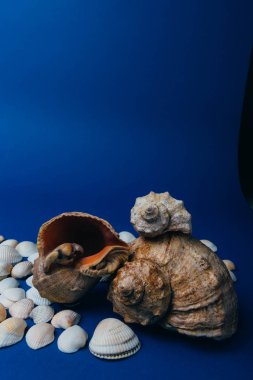 kabukları üzerinde mavi bir arka plan flatplay. Deniz yaz