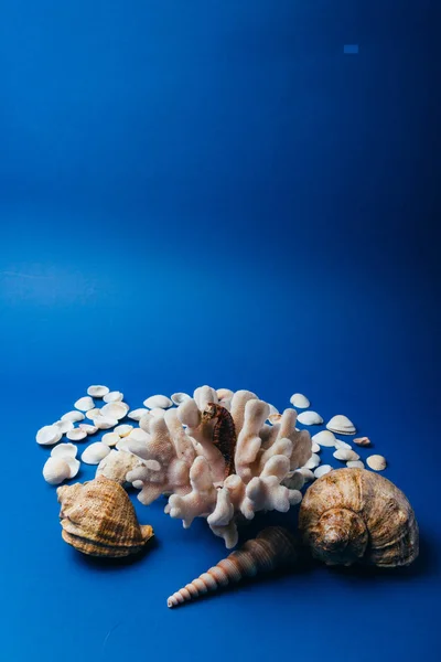 seashells, sea horse, coral on a blue background, flatplay. not live, dried sea horse stands next to the coral and shell