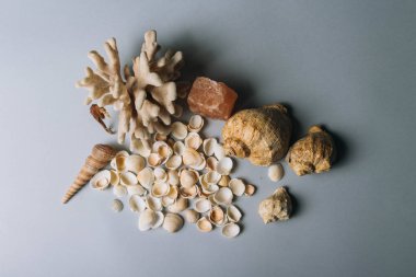 deniz kabuklarını, deniz atı, gri bir arka planda flatplay mercan. değil canlı, kurutulmuş deniz atı mercan ve deniz hayvanı kabuğu yanında duruyor. deniz kabuklarını doku. metin için yer. kaya tuzu, deniz tuzu