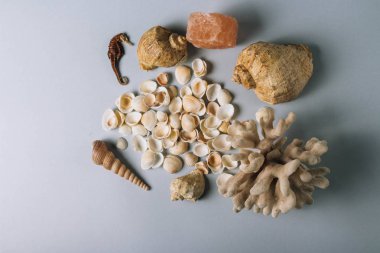deniz kabuklarını, deniz atı, gri bir arka planda flatplay mercan. değil canlı, kurutulmuş deniz atı mercan ve deniz hayvanı kabuğu yanında duruyor. deniz kabuklarını doku. metin için yer. kaya tuzu, deniz tuzu