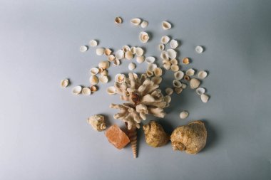 deniz kabuklarını, deniz atı, gri bir arka planda flatplay mercan. değil canlı, kurutulmuş deniz atı mercan ve deniz hayvanı kabuğu yanında duruyor. deniz kabuklarını doku. metin için yer. kaya tuzu, deniz tuzu