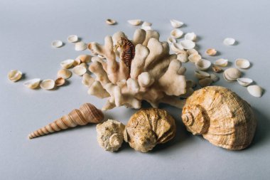 deniz kabuklarını, deniz atı, gri bir arka planda flatplay mercan. değil canlı, kurutulmuş deniz atı mercan ve deniz hayvanı kabuğu yanında duruyor. deniz kabuklarını doku. metin için yer. kaya tuzu, deniz tuzu