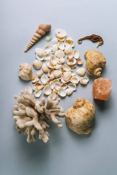 seashells, sea horse, coral on a gray background, flatplay. not live, dried sea horse stands next to the coral and shell. texture of seashells. place for text. rock salt, sea salt. vertical image