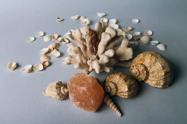 Seashells Sea Horse Coral Gray Background Flatplay Live Dried Sea — Stock Photo, Image