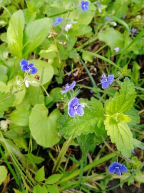 Güzel mavi çiçekler ve yeşil fucus arka plan dışarı. yaz