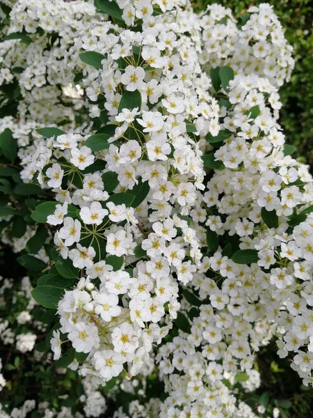 Белые Цветы Крупным Планом Куст Белых Цветов Лето Весна — стоковое фото