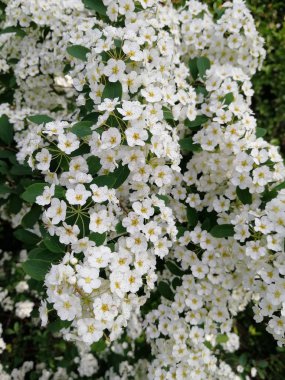 Beyaz çiçekler, yakın çekim. beyaz çiçek bir çalı. yaz. bahar