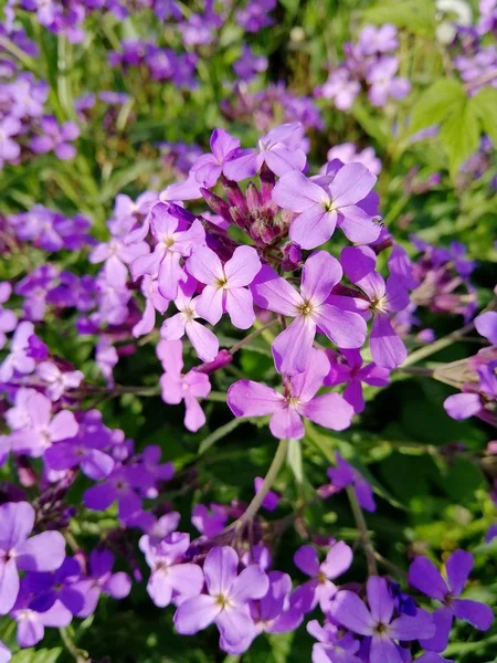 Small Purple Flowers Green Leaves Spring — Stock Photo, Image