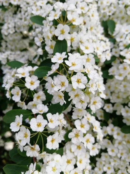 Белые Цветы Крупным Планом Куст Белых Цветов Лето Весна — стоковое фото