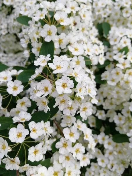 White Flowers Close Bush White Flowers Summer Spring — Stock Photo, Image