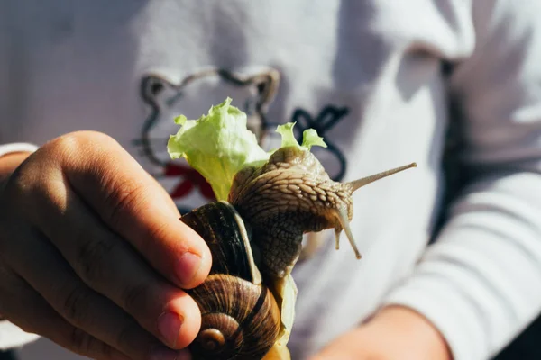Tangan Bayi Memegang Siput Yang Makan Salad Hijau Pada Latar — Stok Foto