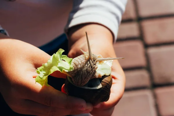 Tangan Bayi Memegang Siput Yang Makan Salad Hijau Pada Latar — Stok Foto