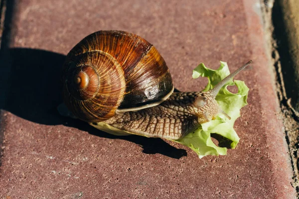 Caracol Come Uma Salada Verde Telha Vermelha Cretino — Fotografia de Stock