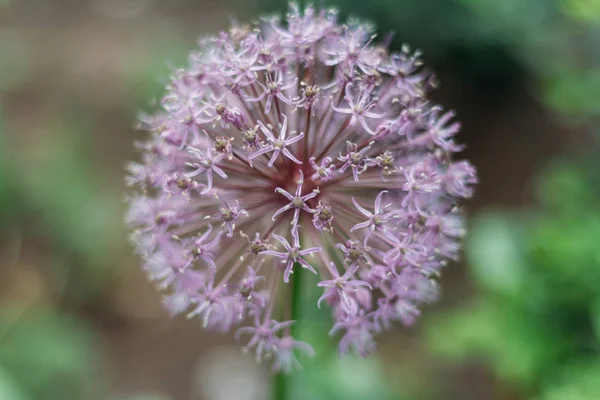 Mor Çiçek Açan Soğan Bitki Bahçesinde Yakın Çekim Yaz Alanında — Stok fotoğraf