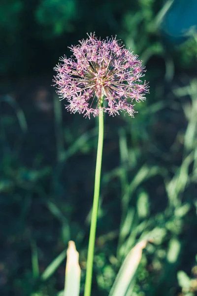 Blooming violet onion plant in garden. Close-up of violet onions flowers on summer field.. Violet allium flower allium giganteum . Beautiful blossoming onions. Garlic flowers. purple small flowers