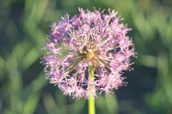 Blooming violet onion plant in garden. Close-up of violet onions flowers on summer field.. Violet allium flower allium giganteum . Beautiful blossoming onions. Garlic flowers. purple small flowers