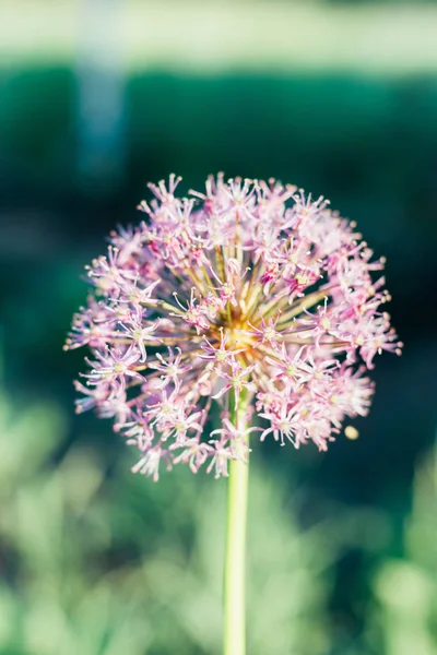 Blooming violet onion plant in garden. Close-up of violet onions flowers on summer field.. Violet allium flower allium giganteum . Beautiful blossoming onions. Garlic flowers. purple small flowers