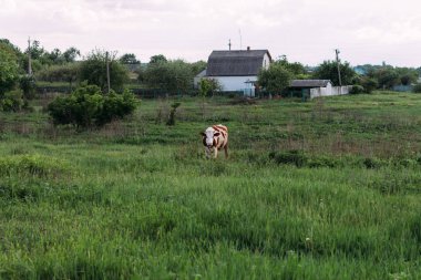Bir genç inekle manzara. kahverengi ve beyaz inek sahada duruyor. kemikleri çim. Köyü