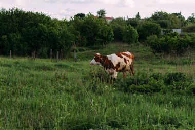 Bir genç inekle manzara. kahverengi ve beyaz inek sahada duruyor. kemikleri çim. Köyü