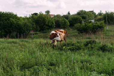 Bir genç inekle manzara. kahverengi ve beyaz inek sahada duruyor. kemikleri çim. Köyü