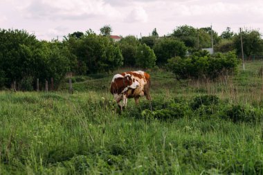 Bir genç inekle manzara. kahverengi ve beyaz inek sahada duruyor. kemikleri çim. Köyü