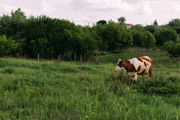 Пейзаж Однією Молодою Коровою Полі Стоїть Коричнево Біла Корова Жує — стокове фото